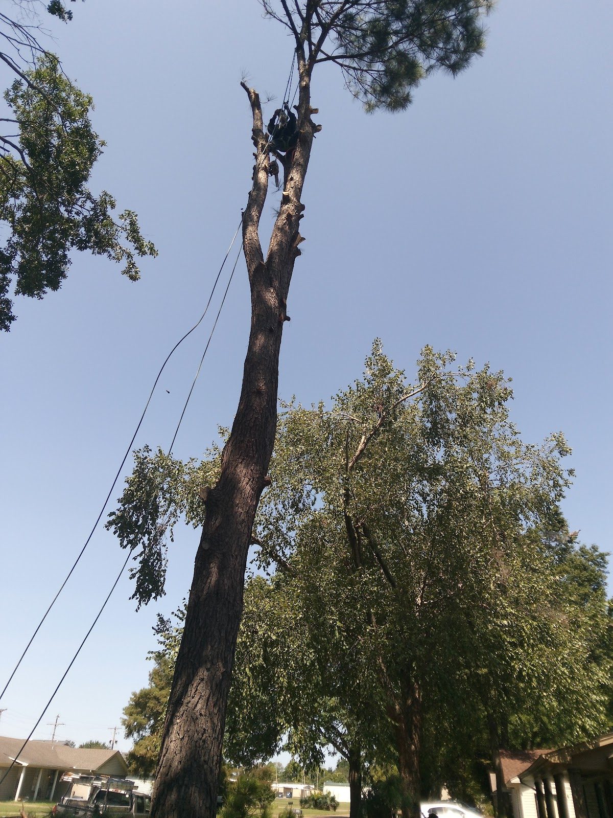 Tree worker taking down a tall tree with ropes