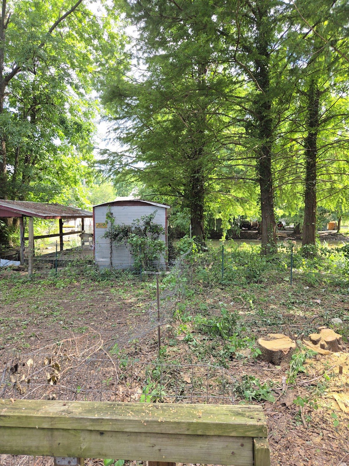 Cleared backyard with remaining trees and cut stumps