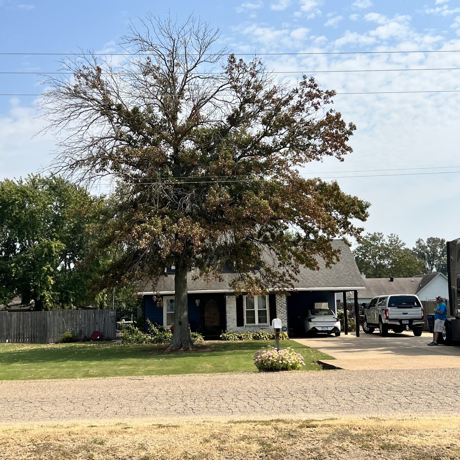 Large tree in a residential front yard