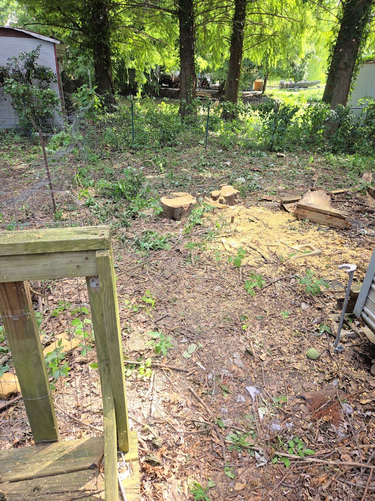 Cut stumps and cleared area after tree removal